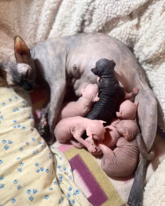 Gattini Sphynx 😍