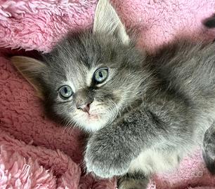 Cuccioli maine coon con pedigree