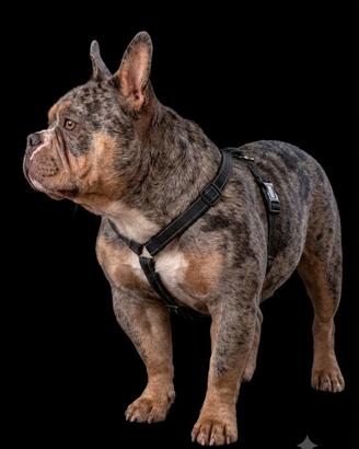 American Bully Poket x monta