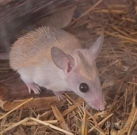 Topi spinosi Acomys dimidiatus + teca starter