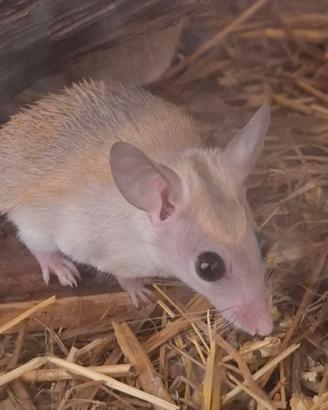 Topi spinosi Acomys dimidiatus + teca starter
