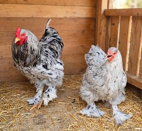 Brahma e phoenix