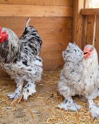 Brahma e phoenix