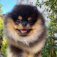 Cuccioli Spitz di Pomerania