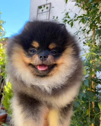 Cuccioli Spitz di Pomerania