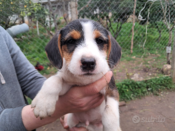 Jack rossel terrir 3336739877