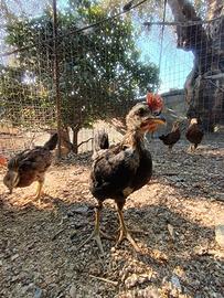 Pulcinotti di Gallina Siciliana Coronata