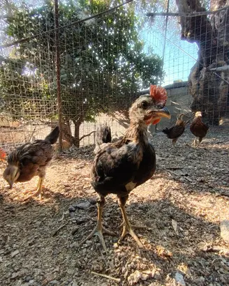 Pulcinotti di Gallina Siciliana Coronata