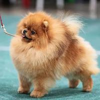 Accoppiamento pomerania TOY pedigree ENCI rosso