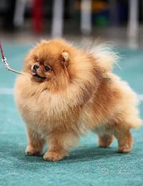 Accoppiamento pomerania TOY pedigree ENCI rosso