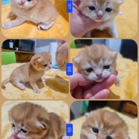 Meravigliosi cuccioli british shorthair pedigree