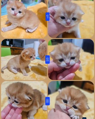 Meravigliosi cuccioli british shorthair pedigree