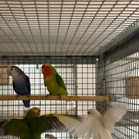 Allevamento vende Inseparabili