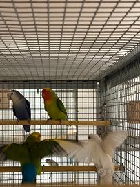 Allevamento vende Inseparabili