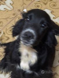 Cuccioli di cocker