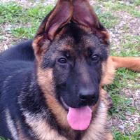 Cucciola di Pastore Tedesco