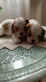 Cuccioli di Cavalier king Ciarles Spaniel tricolor