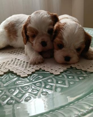 Cuccioli di Cavalier king Ciarles Spaniel tricolor