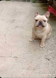 Bulldog Francese