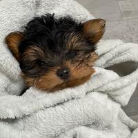 Yorkshire terrier toy