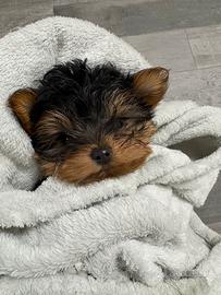 Yorkshire terrier toy