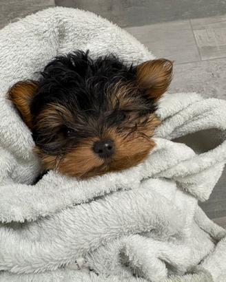 Yorkshire terrier toy maschio