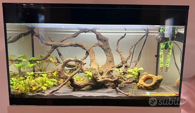 Acquario 100lt