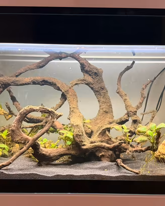 Acquario 100lt