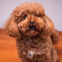 Barboncino Toy per accoppiamento