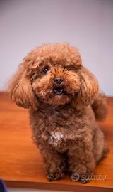 Barboncino Toy per accoppiamento