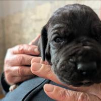Cuccioli alano