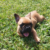 Cuccioli Bulldog francese con pedigree ENCI