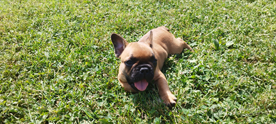 Cuccioli Bulldog francese con pedigree ENCI