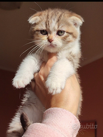 Scottish Fold chocolate