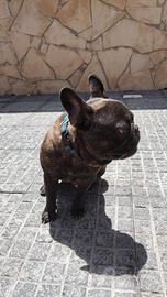 bulldog francese Rochy