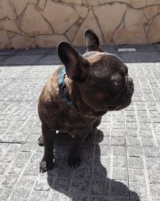 bulldog francese Rochy
