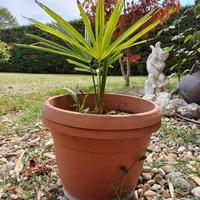 Palma di piccole dimensioni con vaso