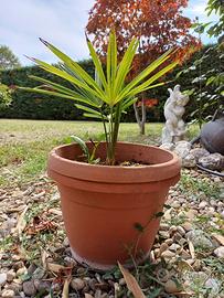 Palma di piccole dimensioni con vaso