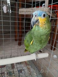 Pappagalli