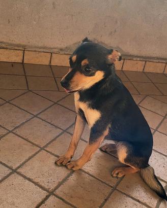 Cucciola di piccola taglia in adozione a frosinone