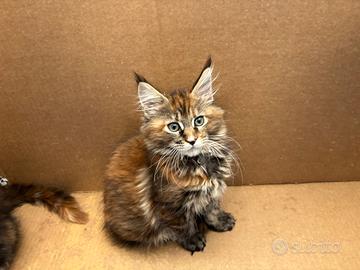 Maine coon