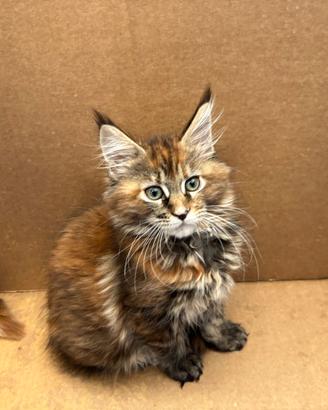 Maine coon