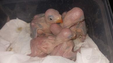 Parrocchetti dal collare