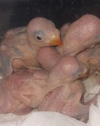 Parrocchetti dal collare