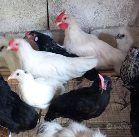 Galletti 3 mesi