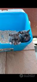 Cuccioli di criceto