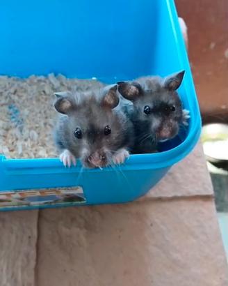 Cuccioli di criceto
