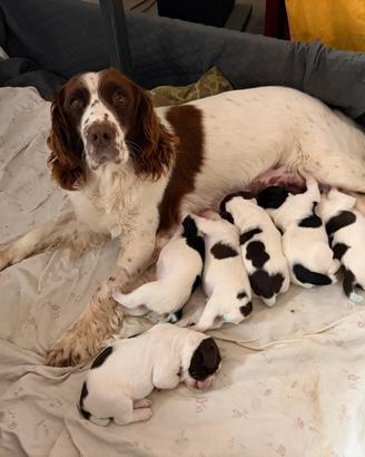 Springer spaniel inglese