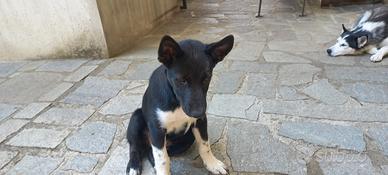 Due cuccioli di 3 mesi