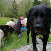 Cane da guardiania razza pastore della sila